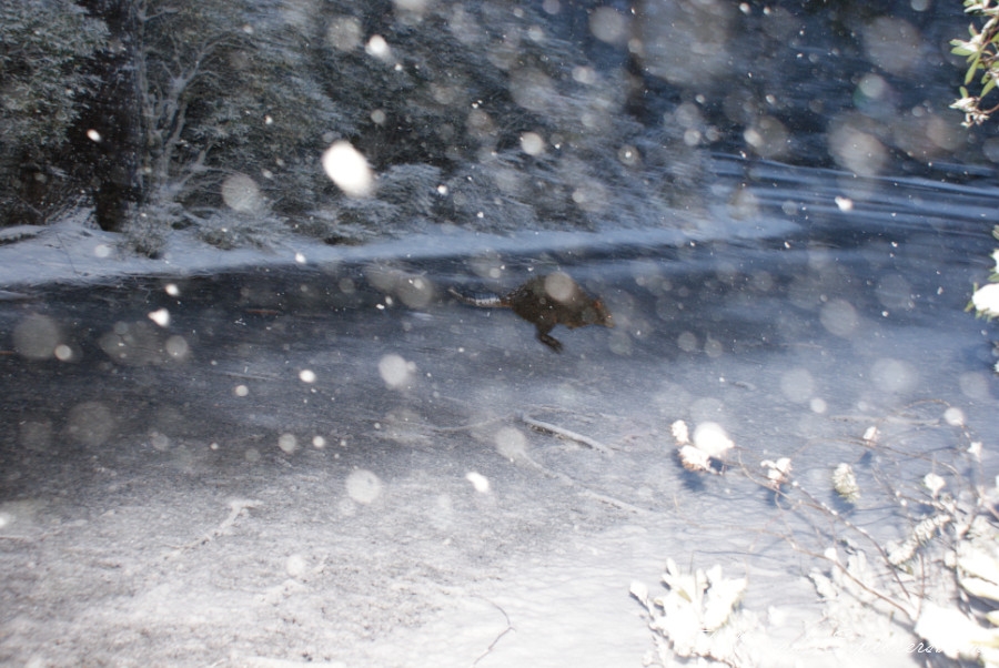 Australia, Tasmania, North West, Tasmania, Day 2. Cradle Mountain - Lake St Clair National Park. ‘Christmas’ in November, Snow, Dove Lake Circuit, , 