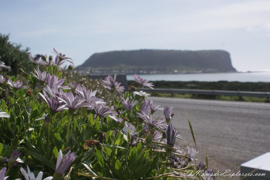 Australia, Tasmania, North West, Tasmania, Day 6. Stanley. ‘The Nut’ walk and meeting with echidnas! , , 