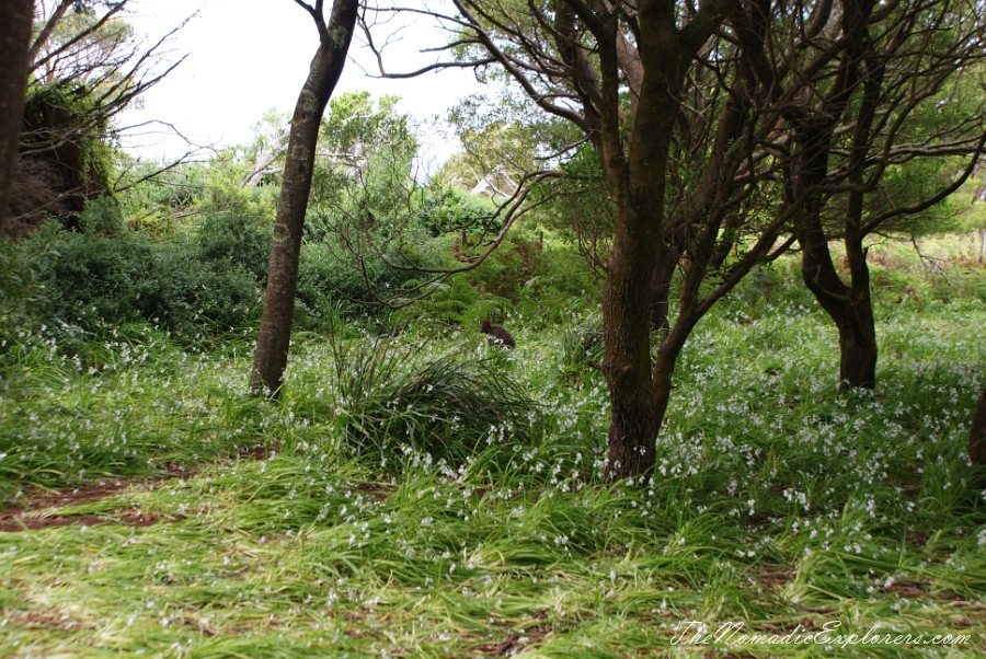 Australia, Tasmania, North West, Tasmania, Day 6. Stanley. ‘The Nut’ walk and meeting with echidnas! , , 