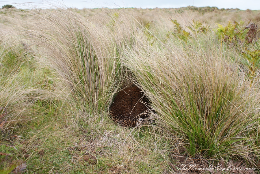 Australia, Tasmania, North West, Tasmania, Day 6. Stanley. ‘The Nut’ walk and meeting with echidnas! , , 