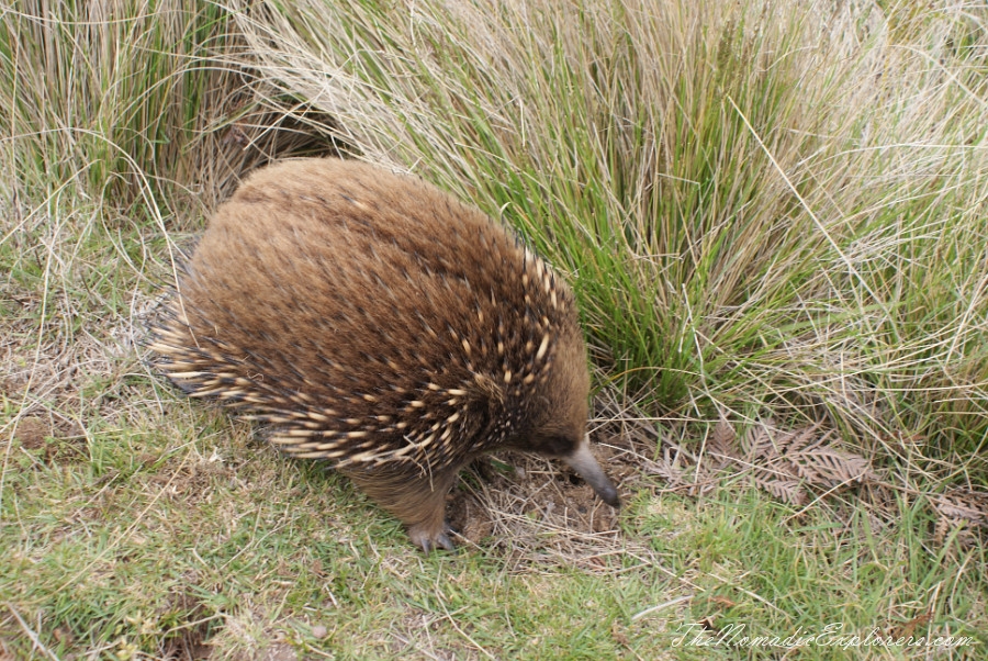 Australia, Tasmania, North West, Tasmania, Day 6. Stanley. ‘The Nut’ walk and meeting with echidnas! , , 