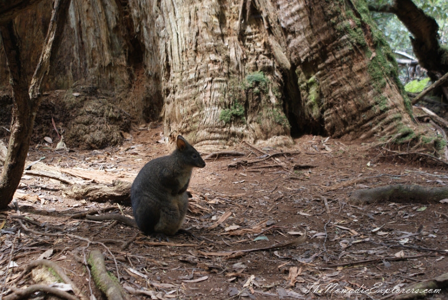 Australia, Tasmania, North West, Tasmania, Day 6. Tarkine Forest Adventure near Smithton, , 