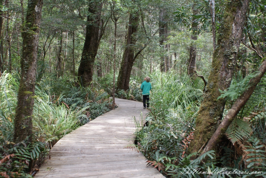 Australia, Tasmania, North West, Tasmania, Day 6. Tarkine Forest Adventure near Smithton, , 