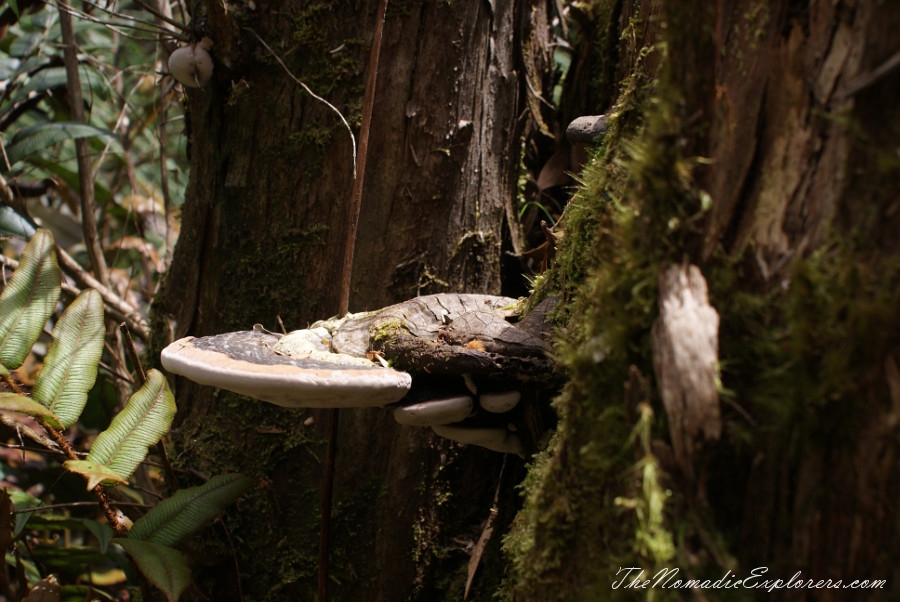 Australia, Tasmania, North West, Tasmania, Day 6. Tarkine Forest Adventure near Smithton, , 