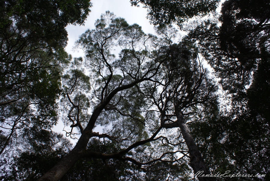 Australia, Tasmania, North West, Tasmania, Day 6. Tarkine Forest Adventure near Smithton, , 