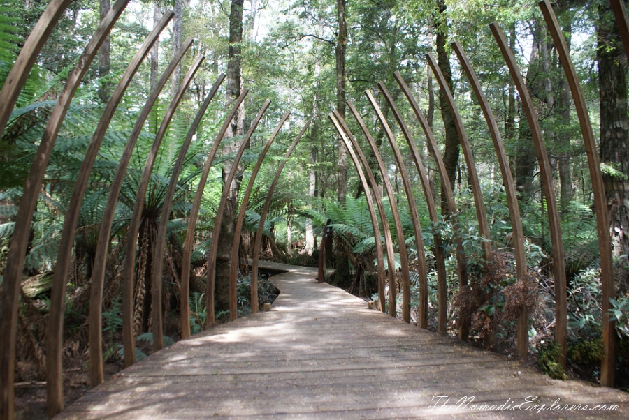 Australia, Tasmania, North West, Tasmania, Day 6. Tarkine Forest Adventure near Smithton, , 