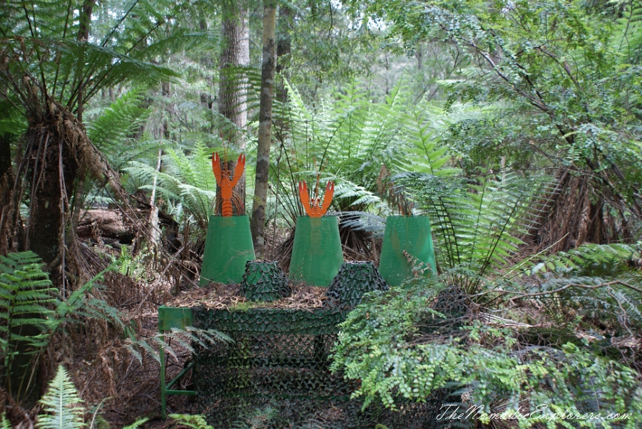 Australia, Tasmania, North West, Tasmania, Day 6. Tarkine Forest Adventure near Smithton, , 