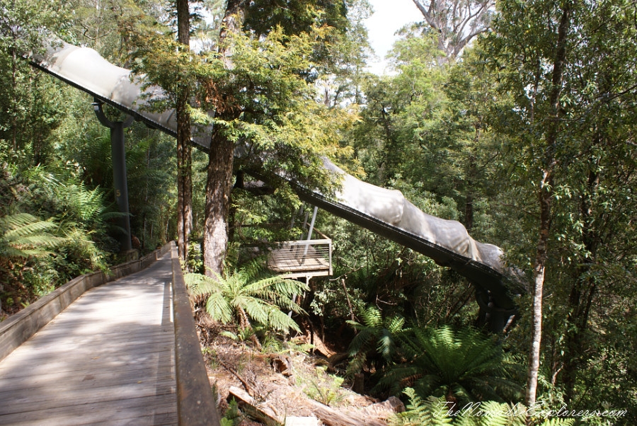 Australia, Tasmania, North West, Tasmania, Day 6. Tarkine Forest Adventure near Smithton, , 