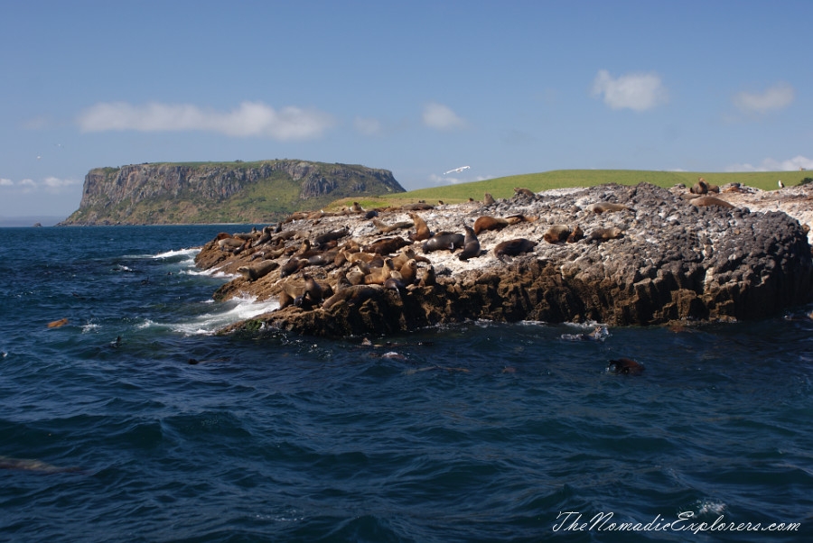 Australia, Tasmania, North West, Tasmania, Day 7. Stanley Seals Cruise, , 