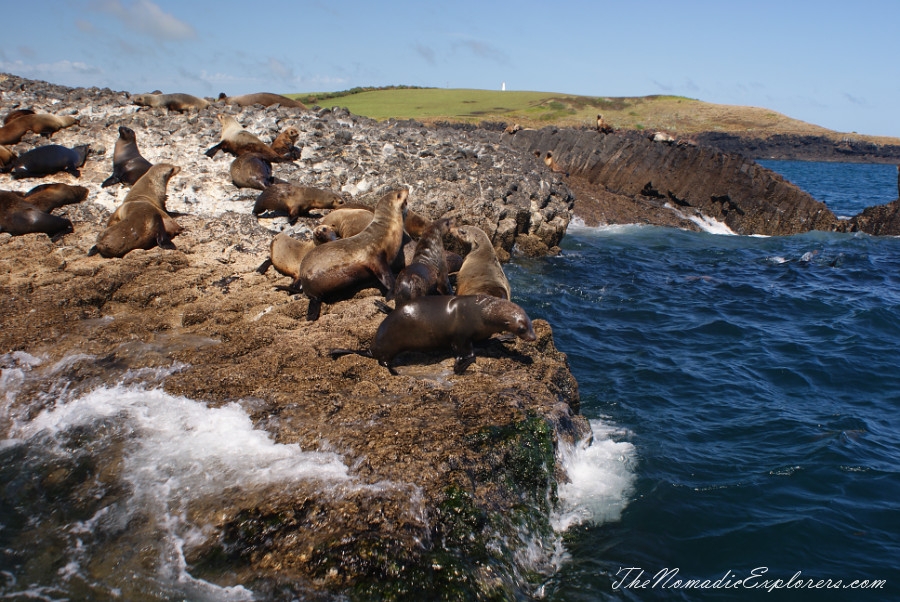 Australia, Tasmania, North West, Tasmania, Day 7. Stanley Seals Cruise, , 