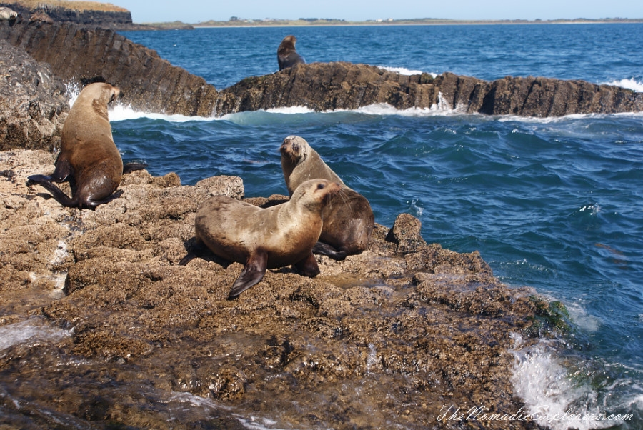 Australia, Tasmania, North West, Tasmania, Day 7. Stanley Seals Cruise, , 