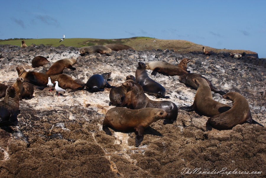 Australia, Tasmania, North West, Tasmania, Day 7. Stanley Seals Cruise, , 