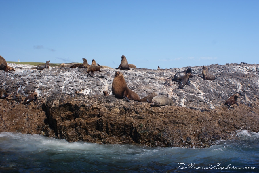 Australia, Tasmania, North West, Tasmania, Day 7. Stanley Seals Cruise, , 