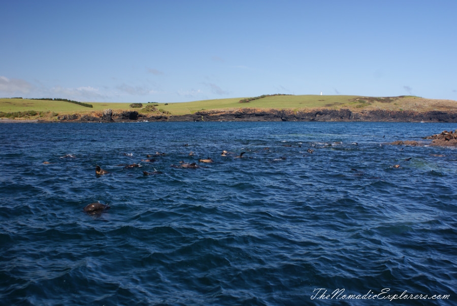 Australia, Tasmania, North West, Tasmania, Day 7. Stanley Seals Cruise, , 