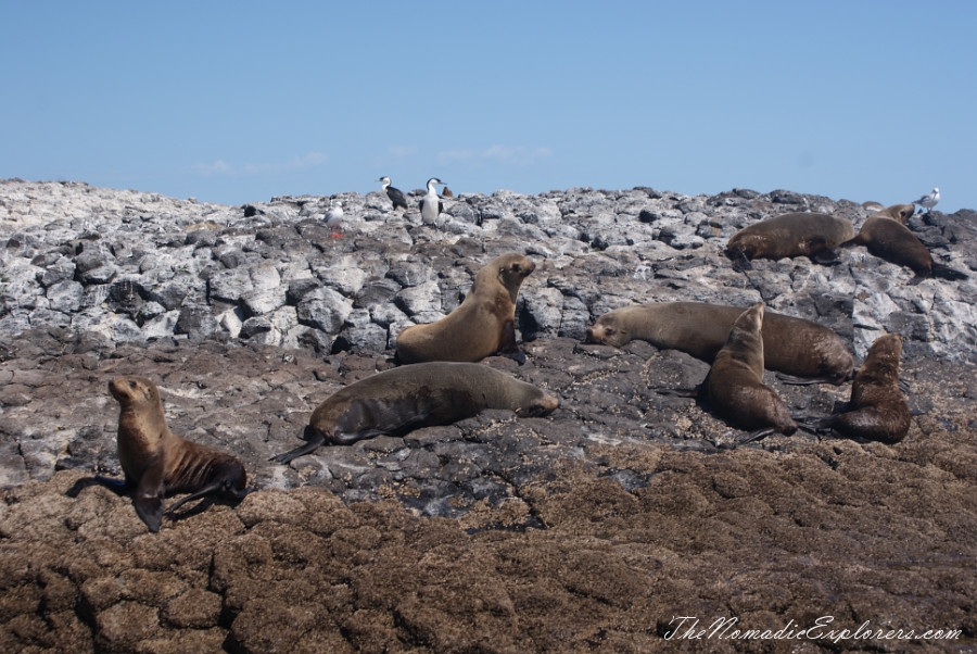 Australia, Tasmania, North West, Tasmania, Day 7. Stanley Seals Cruise, , 