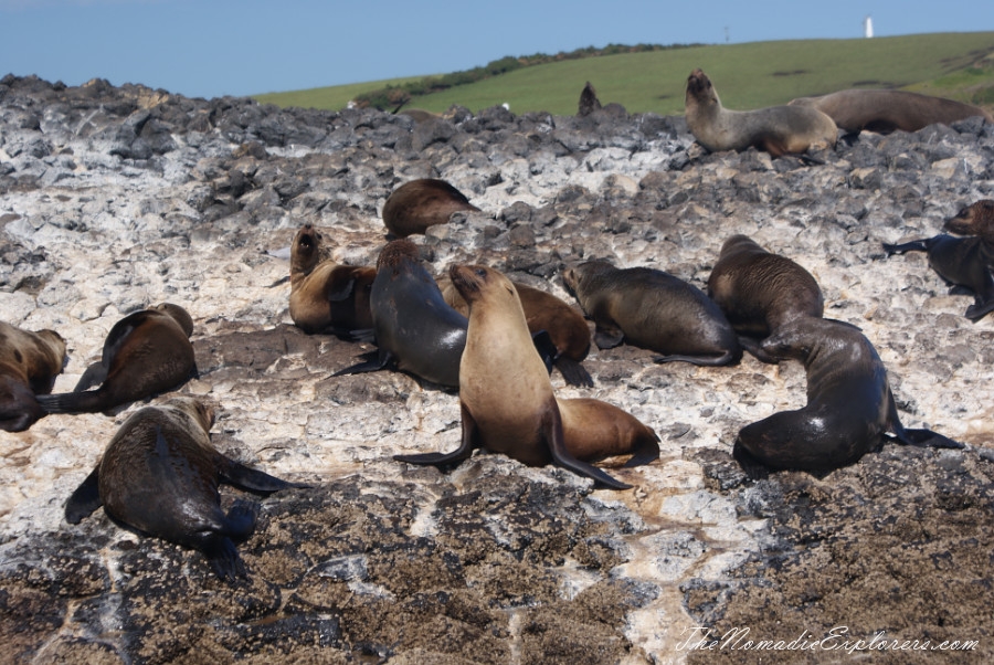 Australia, Tasmania, North West, Tasmania, Day 7. Stanley Seals Cruise, , 