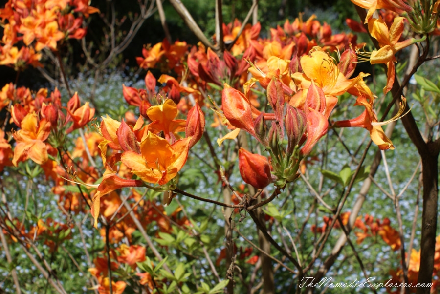 Australia, Tasmania, North West, Tasmania, Day 7. Spring in Allendale Gardens, Smithton, , 