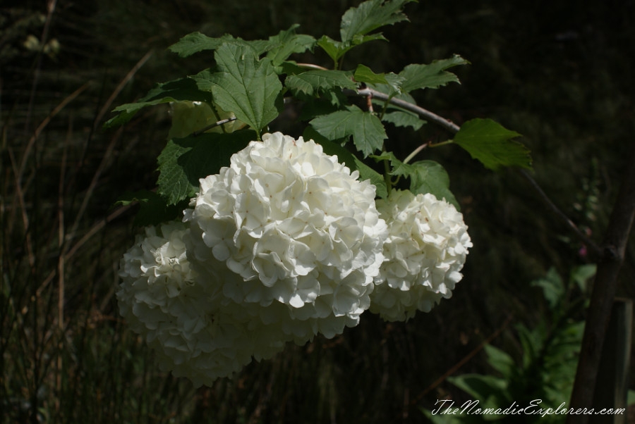 Australia, Tasmania, North West, Tasmania, Day 7. Spring in Allendale Gardens, Smithton, , 