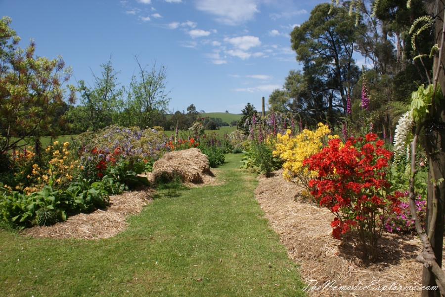 Australia, Tasmania, North West, Tasmania, Day 7. Spring in Allendale Gardens, Smithton, , 