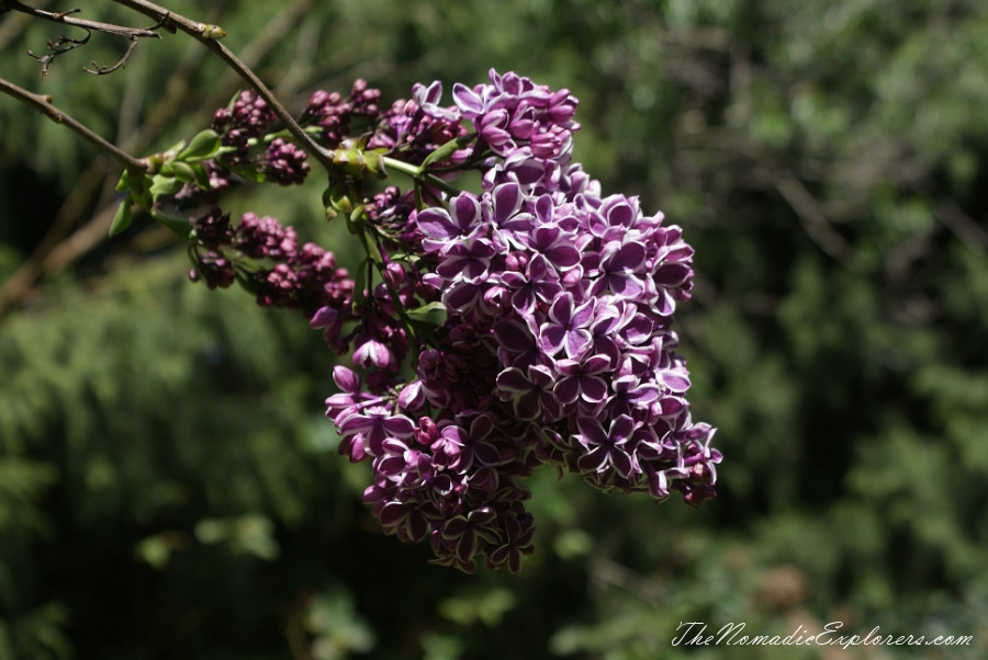 Australia, Tasmania, North West, Tasmania, Day 7. Spring in Allendale Gardens, Smithton, , 