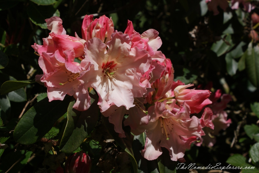 Australia, Tasmania, North West, Tasmania, Day 7. Spring in Allendale Gardens, Smithton, , 