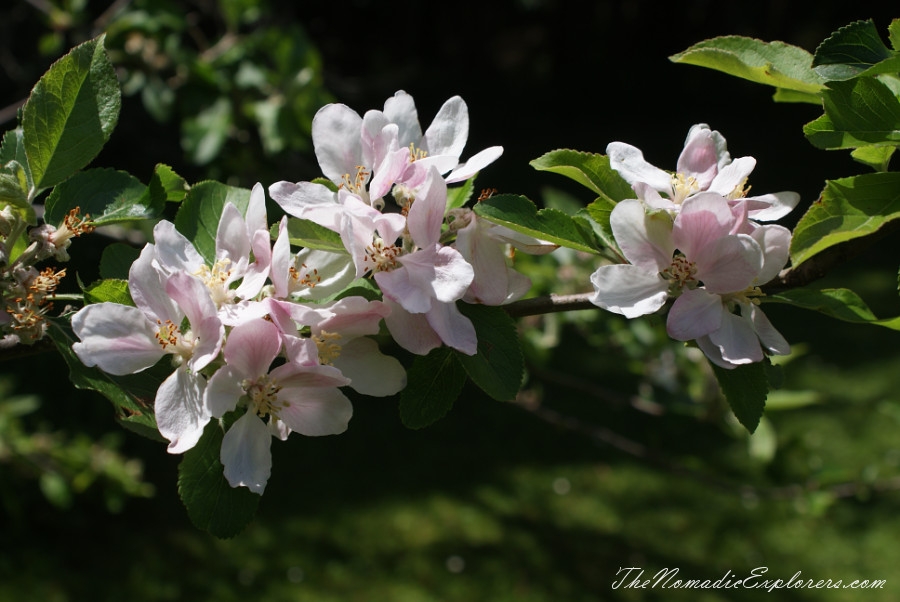 Australia, Tasmania, North West, Tasmania, Day 7. Spring in Allendale Gardens, Smithton, , 