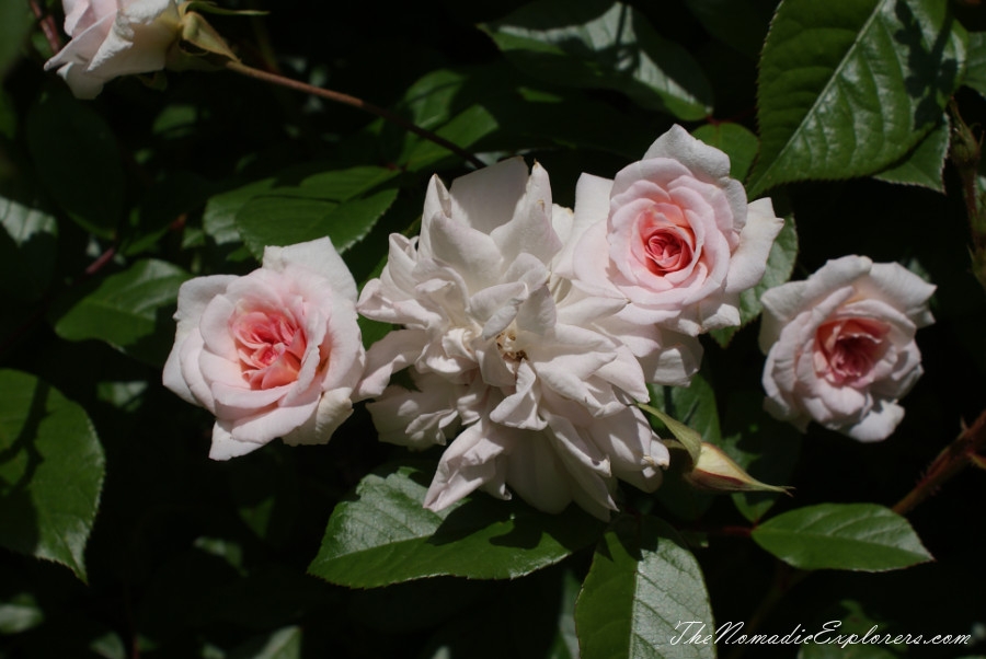 Australia, Tasmania, North West, Tasmania, Day 7. Spring in Allendale Gardens, Smithton, , 