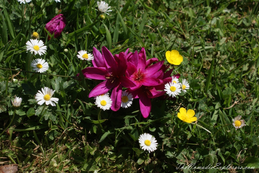 Australia, Tasmania, North West, Tasmania, Day 7. Spring in Allendale Gardens, Smithton, , 