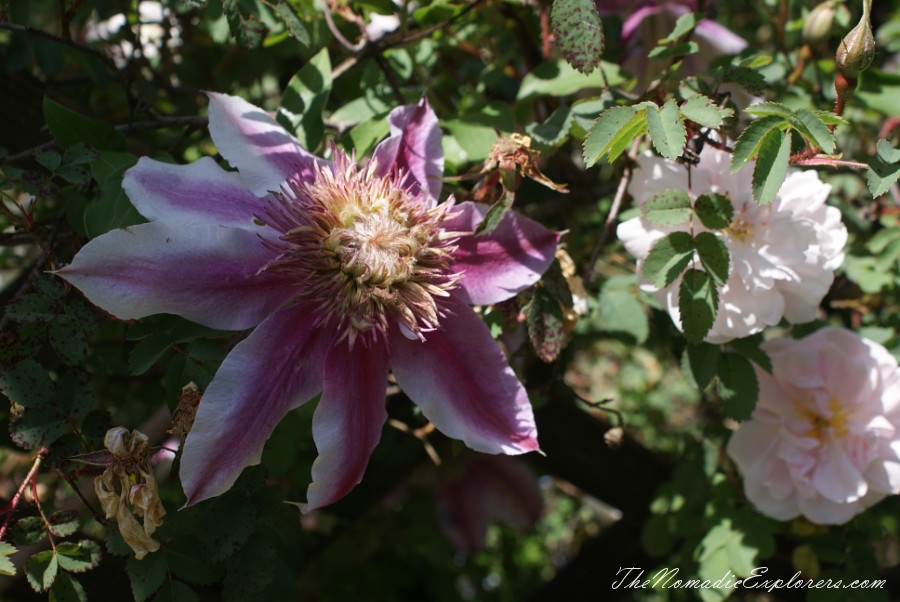 Australia, Tasmania, North West, Tasmania, Day 7. Spring in Allendale Gardens, Smithton, , 