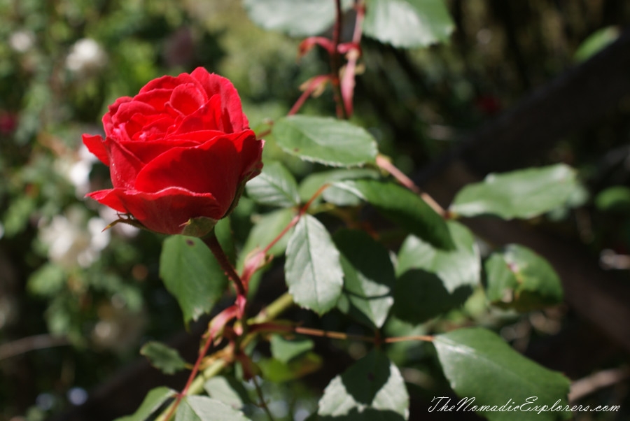 Australia, Tasmania, North West, Tasmania, Day 7. Spring in Allendale Gardens, Smithton, , 