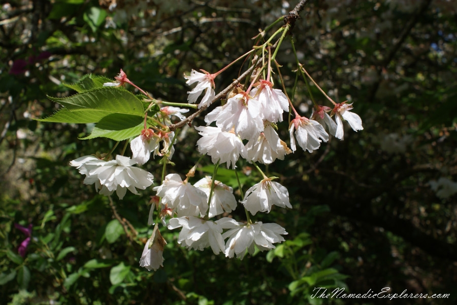 Australia, Tasmania, North West, Tasmania, Day 7. Spring in Allendale Gardens, Smithton, , 