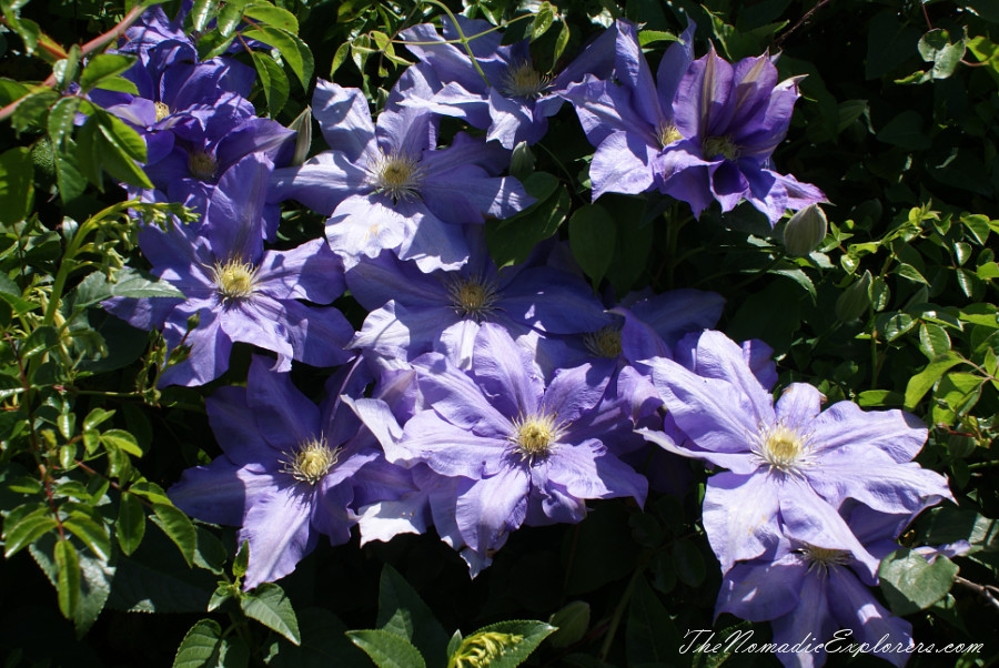 Australia, Tasmania, North West, Tasmania, Day 7. Spring in Allendale Gardens, Smithton, , 