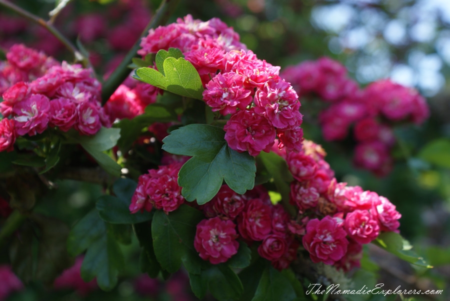 Australia, Tasmania, North West, Tasmania, Day 7. Spring in Allendale Gardens, Smithton, , 