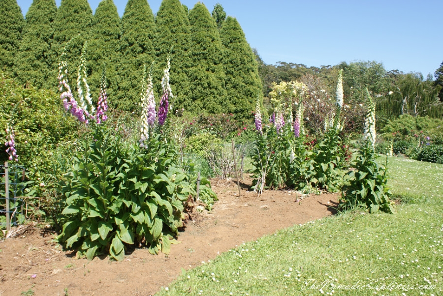 Australia, Tasmania, North West, Tasmania, Day 7. Spring in Allendale Gardens, Smithton, , 