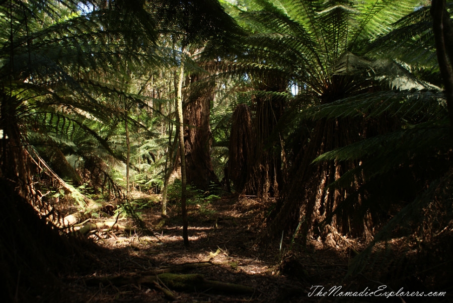 Australia, Tasmania, North West, Tasmania, Day 7. Spring in Allendale Gardens, Smithton, , 