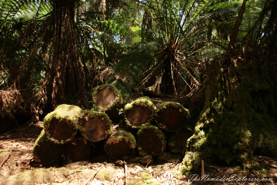 Australia, Tasmania, North West, Tasmania, Day 7. Spring in Allendale Gardens, Smithton, , 