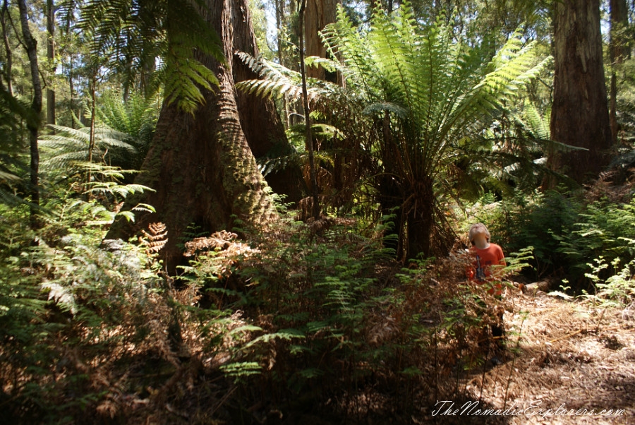 Australia, Tasmania, North West, Tasmania, Day 7. Spring in Allendale Gardens, Smithton, , 