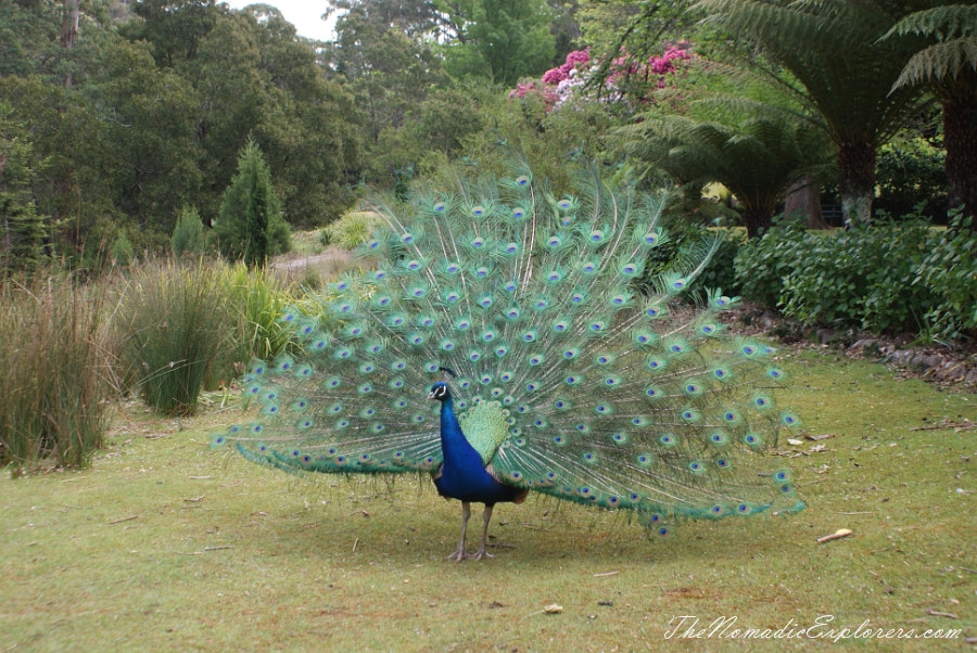 Australia, Tasmania, North West, Tasmania, Day 8. Way back to Launceston through Penguin and Sheffield. Cataract Gorge in Launceston., , 