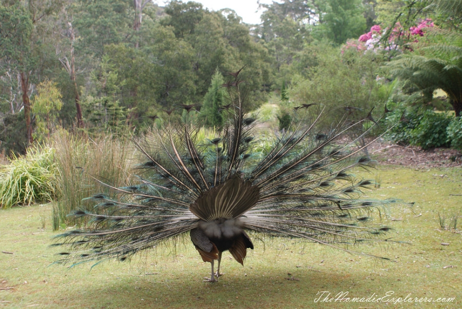 Australia, Tasmania, North West, Tasmania, Day 8. Way back to Launceston through Penguin and Sheffield. Cataract Gorge in Launceston., , 