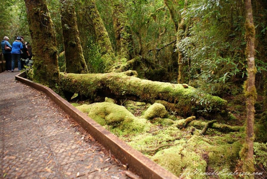 Australia, Tasmania, West Coast, Tasmania, Day 4. Gordon River Cruise with World Heritage Cruises company, , 