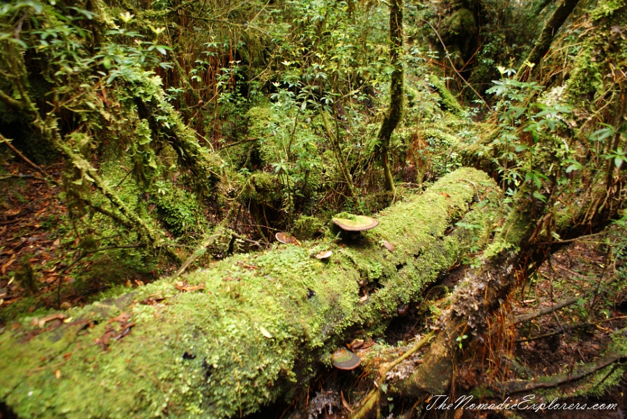 Australia, Tasmania, West Coast, Tasmania, Day 4. Gordon River Cruise with World Heritage Cruises company, , 