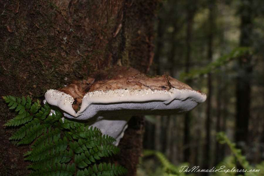 Australia, Tasmania, West Coast, Tasmania, Day 5. Walk to Montezuma Falls near Rosebery, , 