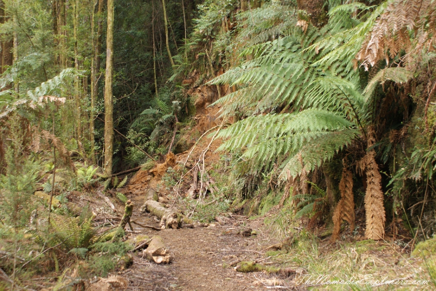 Australia, Tasmania, West Coast, Tasmania, Day 5. Walk to Montezuma Falls near Rosebery, , 