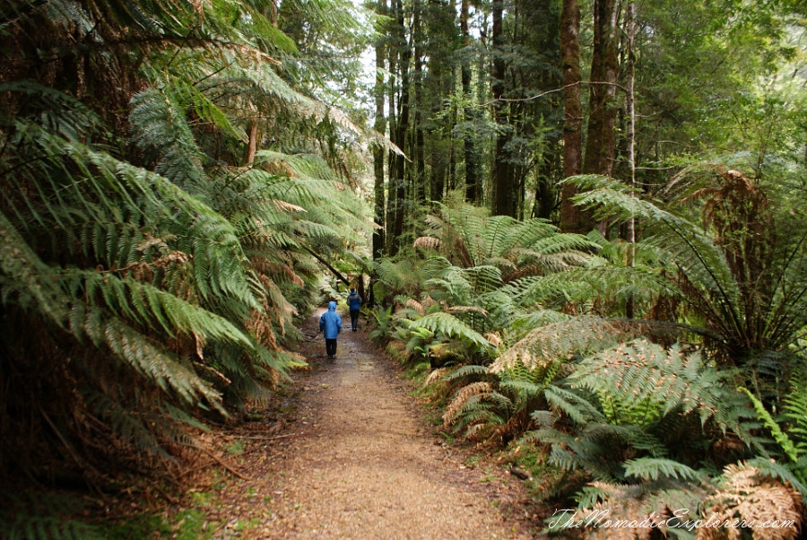 Australia, Tasmania, West Coast, Tasmania, Day 5. Walk to Montezuma Falls near Rosebery, , 