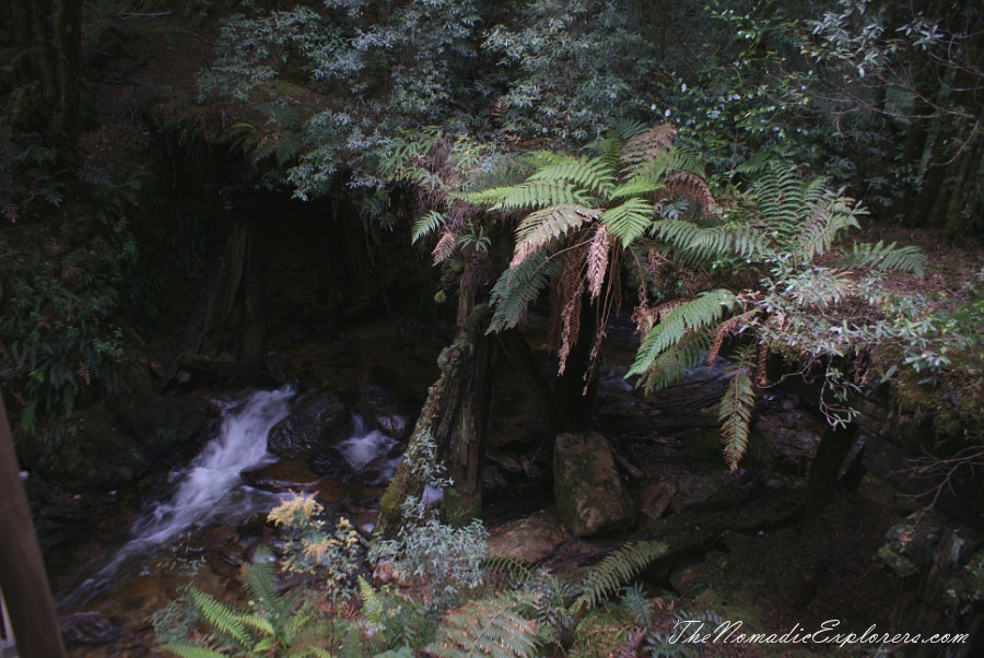 Australia, Tasmania, West Coast, Tasmania, Day 5. Walk to Montezuma Falls near Rosebery, , 