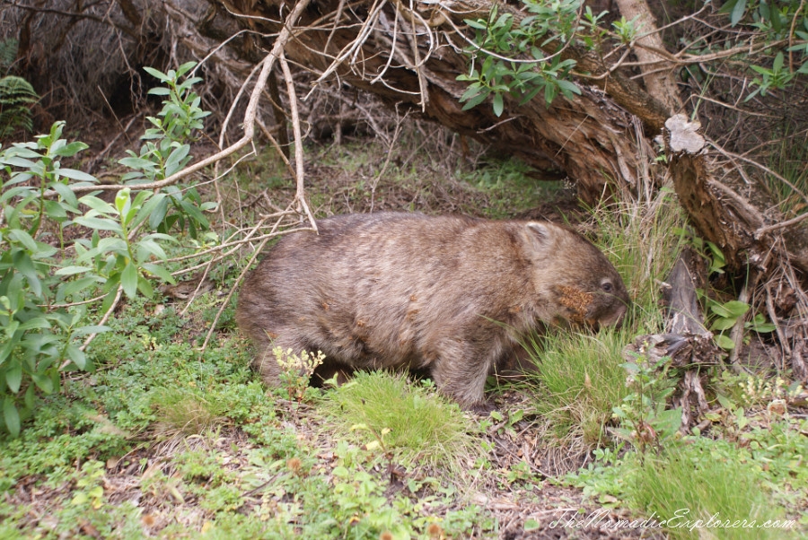 Australia, Victoria, Gippsland, A day in Wilsons Promontory National Park: Mount Oberon, Squeaky Beach, Tidal River / Norman Beach, , 