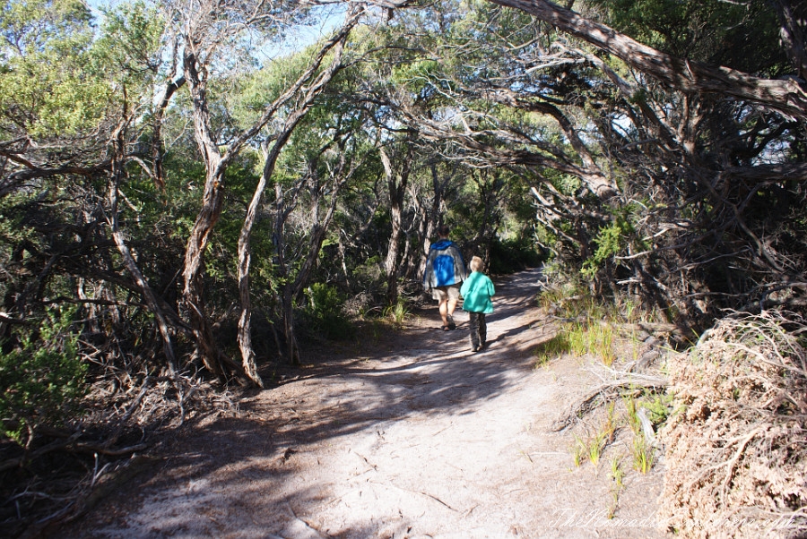 Australia, Victoria, Gippsland, A day in Wilsons Promontory National Park: Mount Oberon, Squeaky Beach, Tidal River / Norman Beach, , 