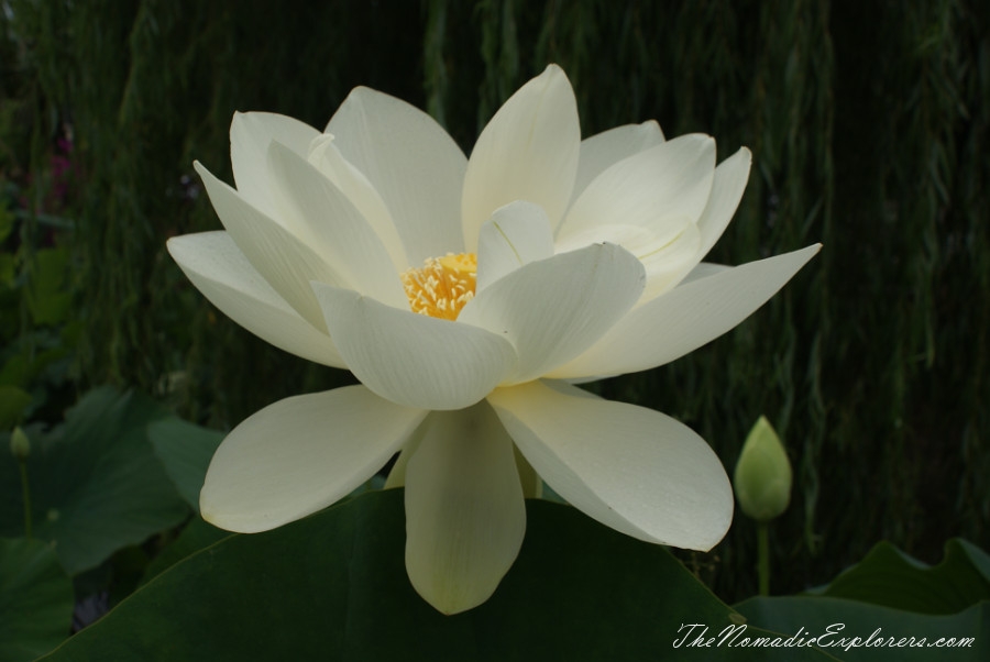 Australia, Victoria, Yarra Valley &amp; Dandenong Ranges, A walk in Blue Lotus Water Gardens, , 