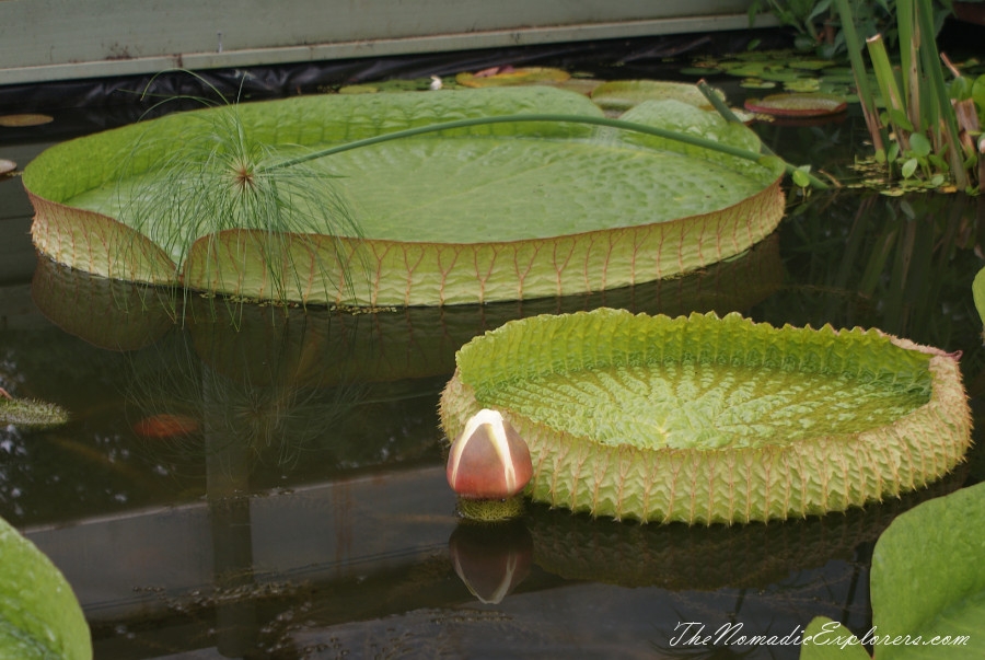 Australia, Victoria, Yarra Valley &amp; Dandenong Ranges, A walk in Blue Lotus Water Gardens, , 