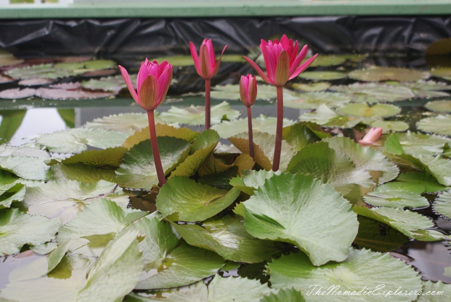 Australia, Victoria, Yarra Valley &amp; Dandenong Ranges, A walk in Blue Lotus Water Gardens, , 